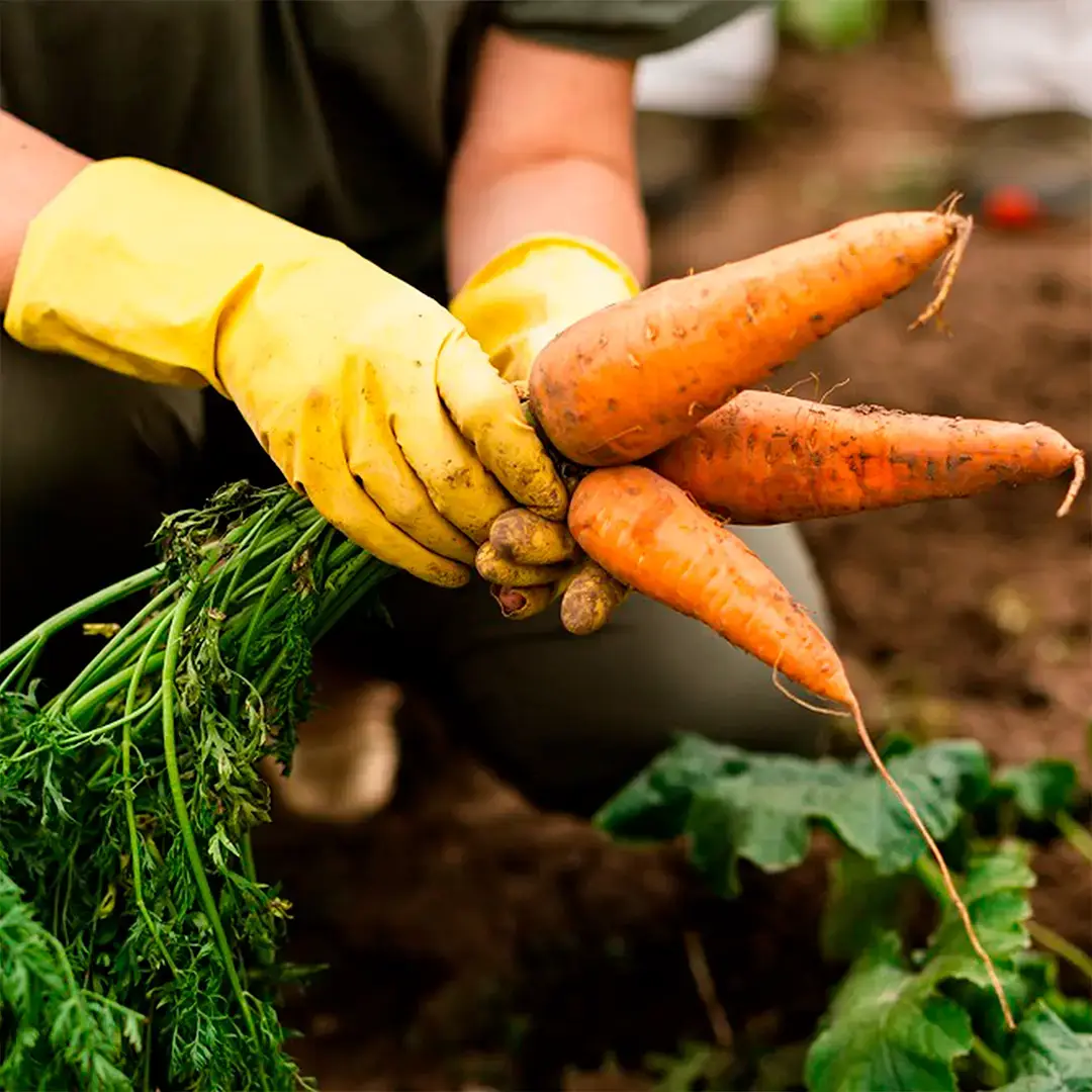 A farmer in yellow gloves with some carrots in hands.