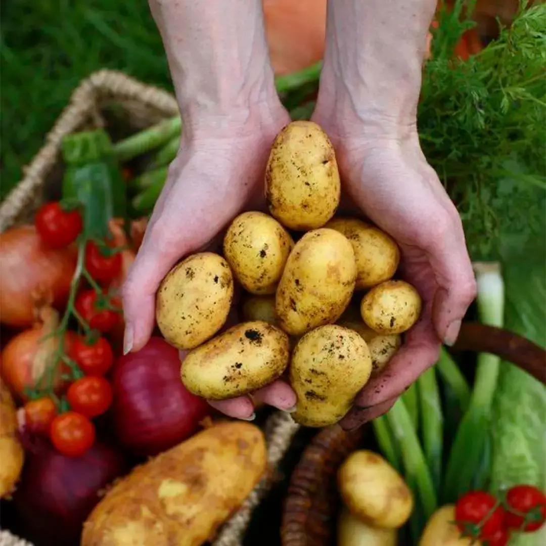 A farmer holding some potatoes in hands over a wooden basket with different vegetables in it.