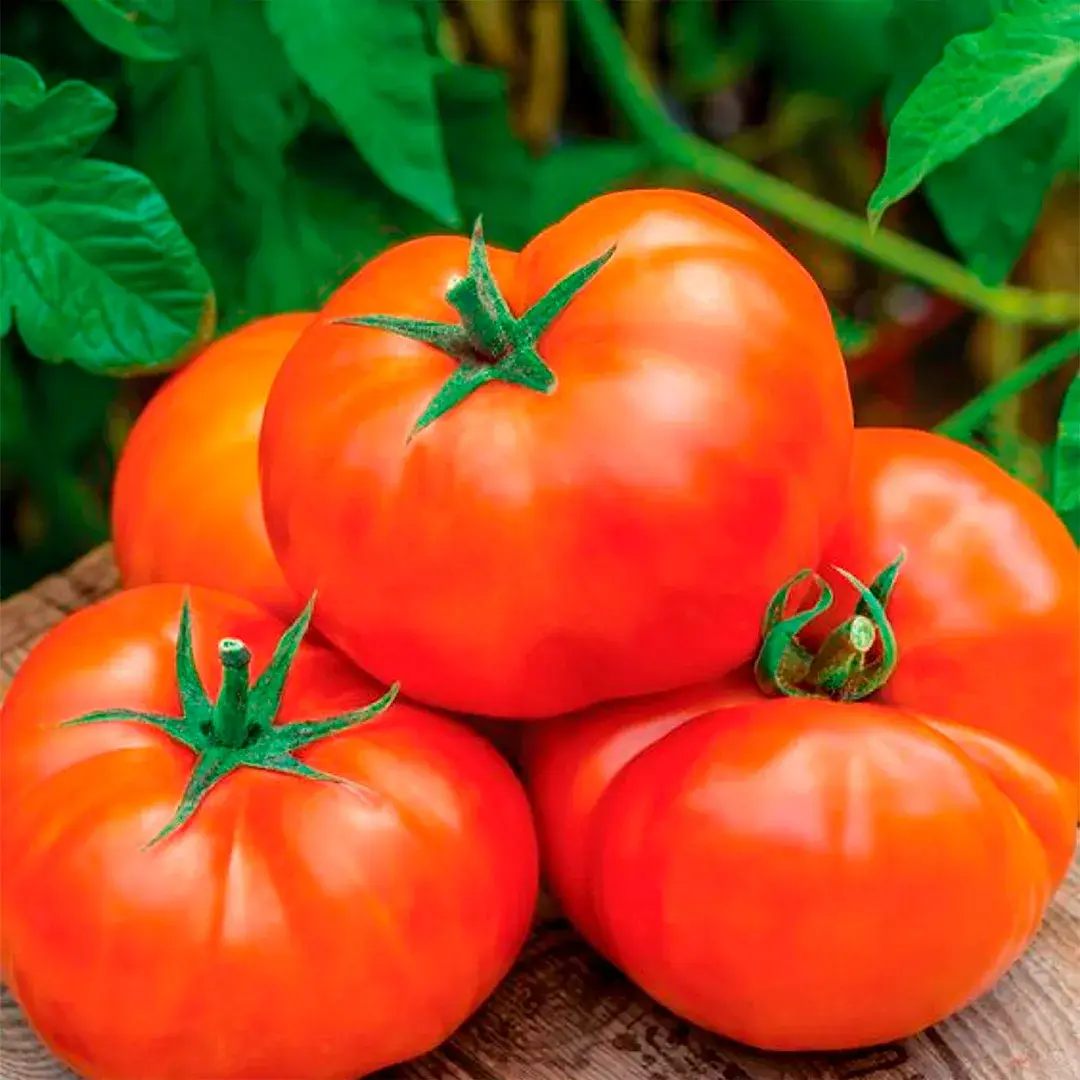 Four freshly picked tomatoes on a wooden surface.
